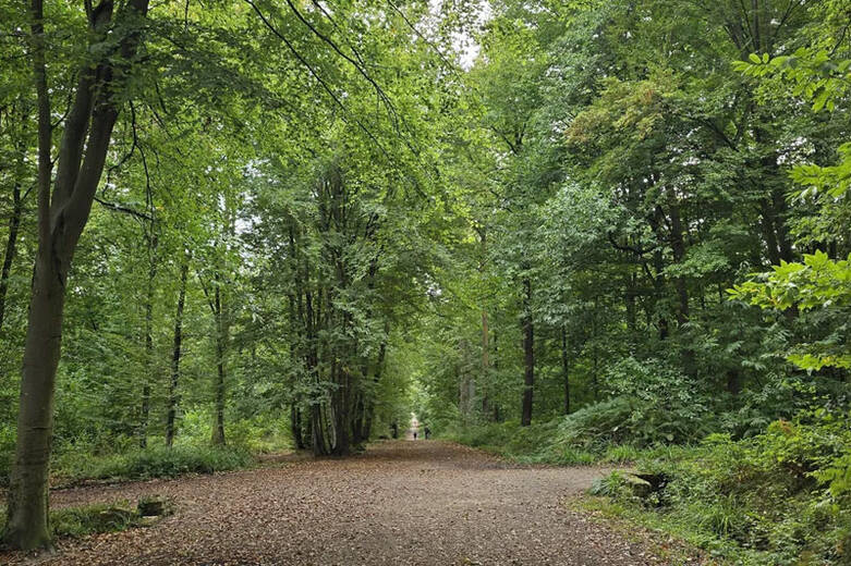 visite_foret-de-saint-leu.jpg