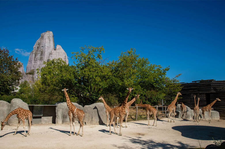 zoo-de-vincennes.jpg