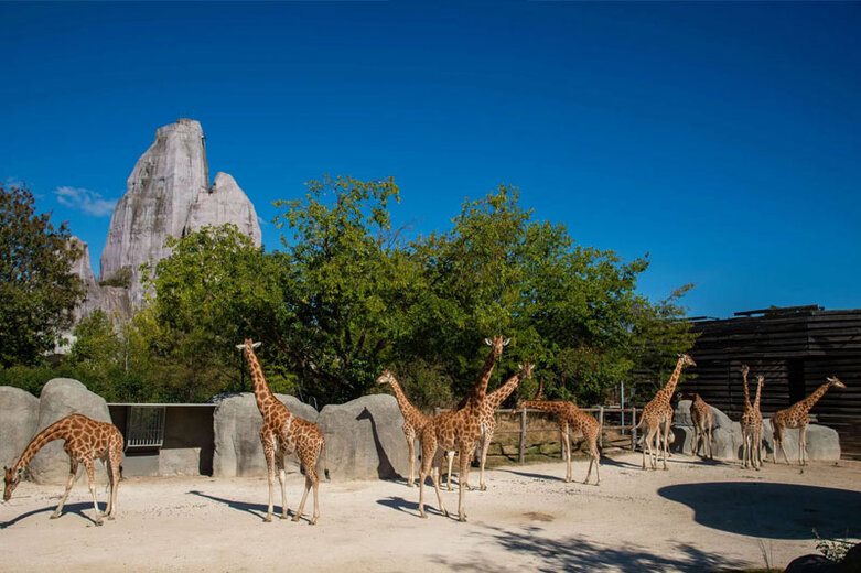 zoo-de-vincennes.jpg