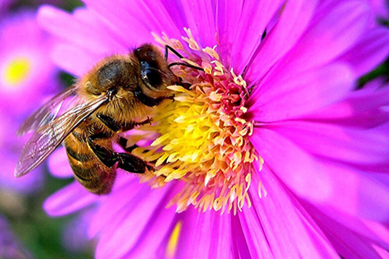 abeilles-etc.jpg